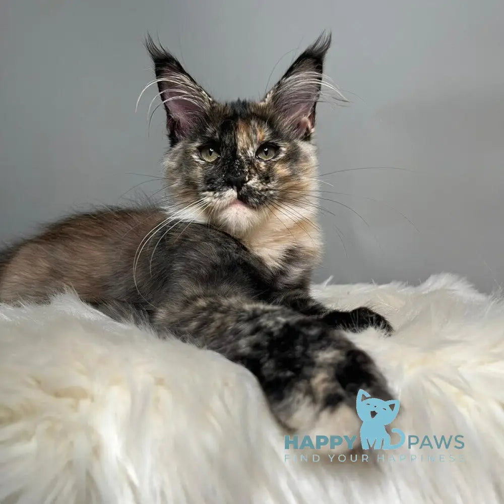 Heavy Rock Baby Maine Coon female black tortie live animals