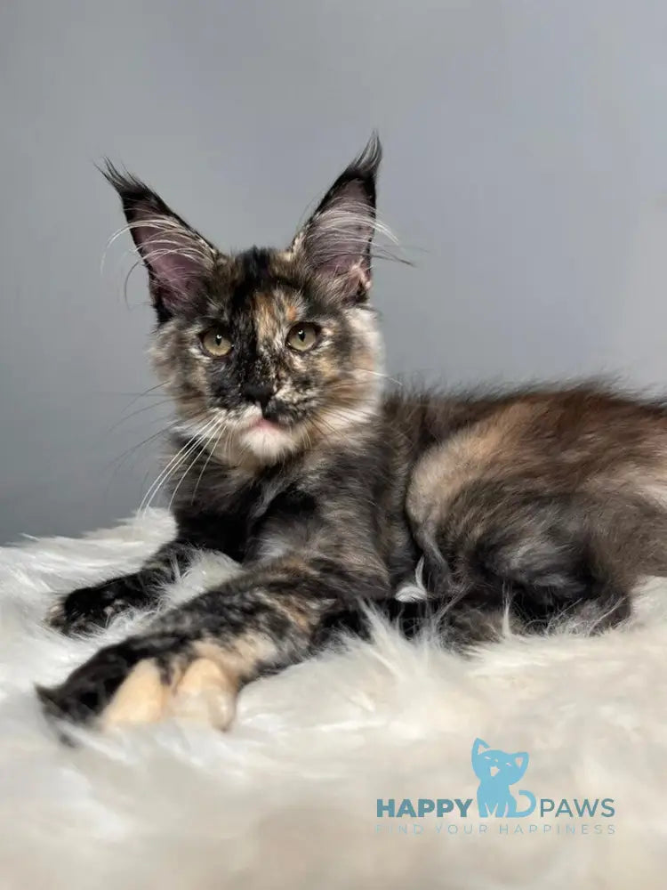 Heavy Rock Baby Maine Coon female black tortie live animals