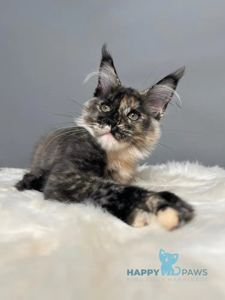 Heavy Rock Baby Maine Coon female black tortie live animals