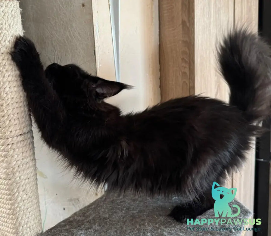Hebe Maine Coon female black with white - live animals