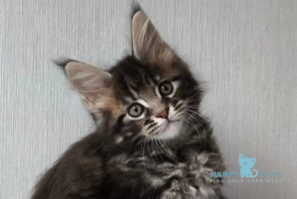 Hector Maine Coon male black tabby live animals