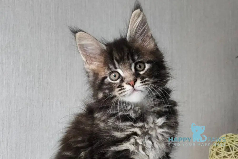 Hector Maine Coon male black tabby live animals