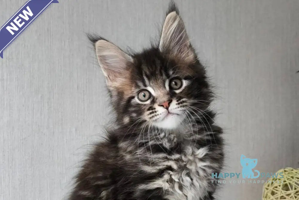 Hector Maine Coon male black tabby live animals