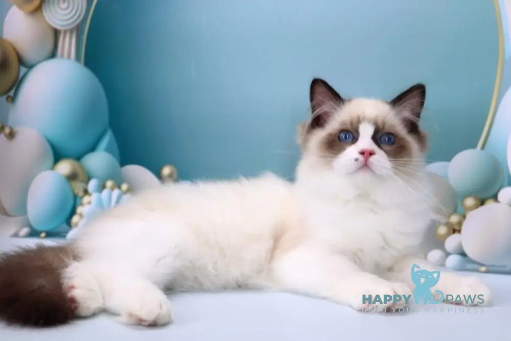 Hector Ragdoll male seal bicolour live animals