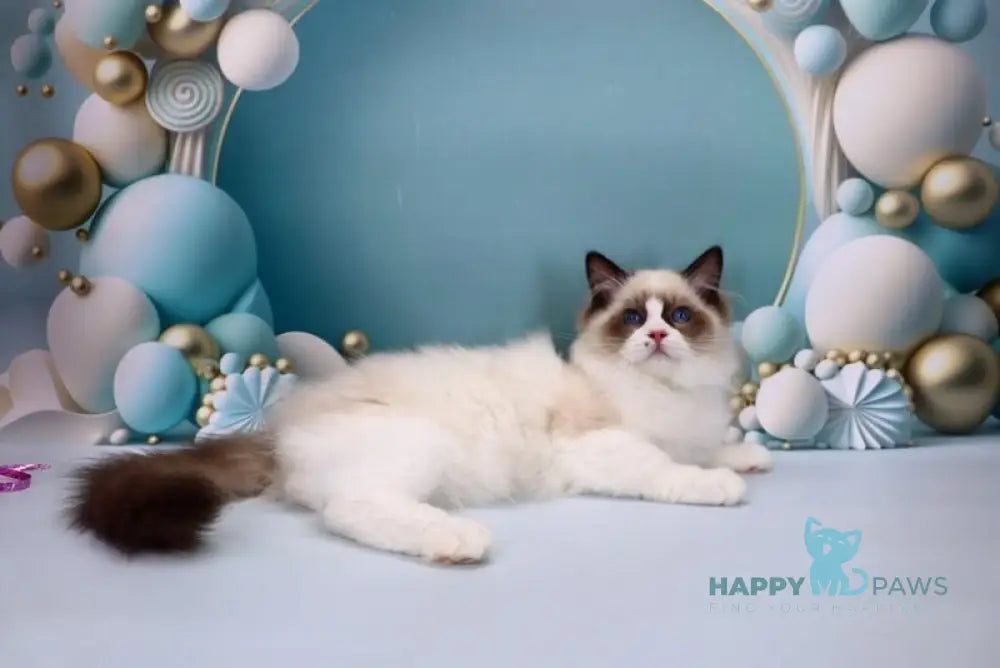 Hector Ragdoll male seal bicolour live animals