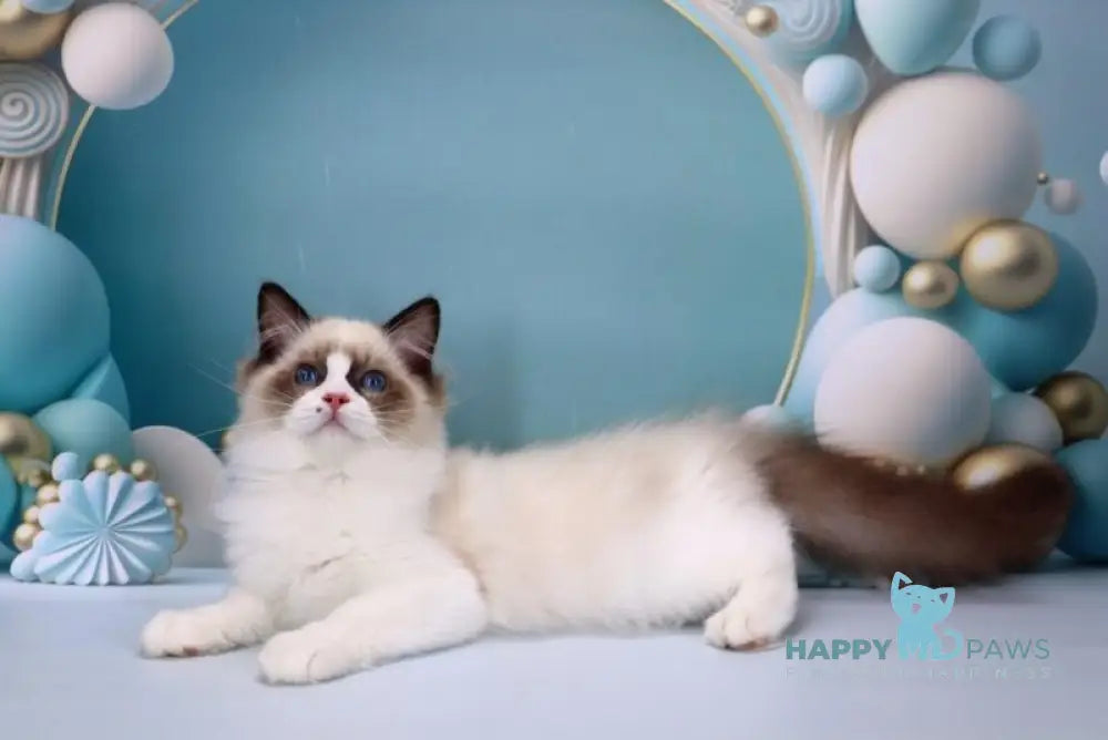 Hector Ragdoll male seal bicolour live animals