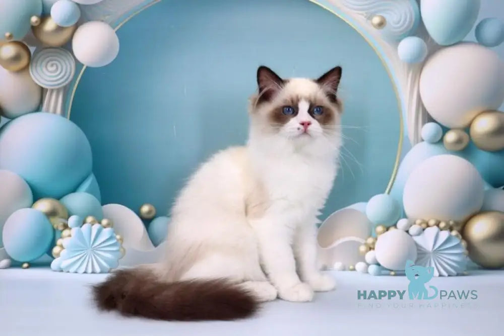 Hector Ragdoll male seal bicolour live animals
