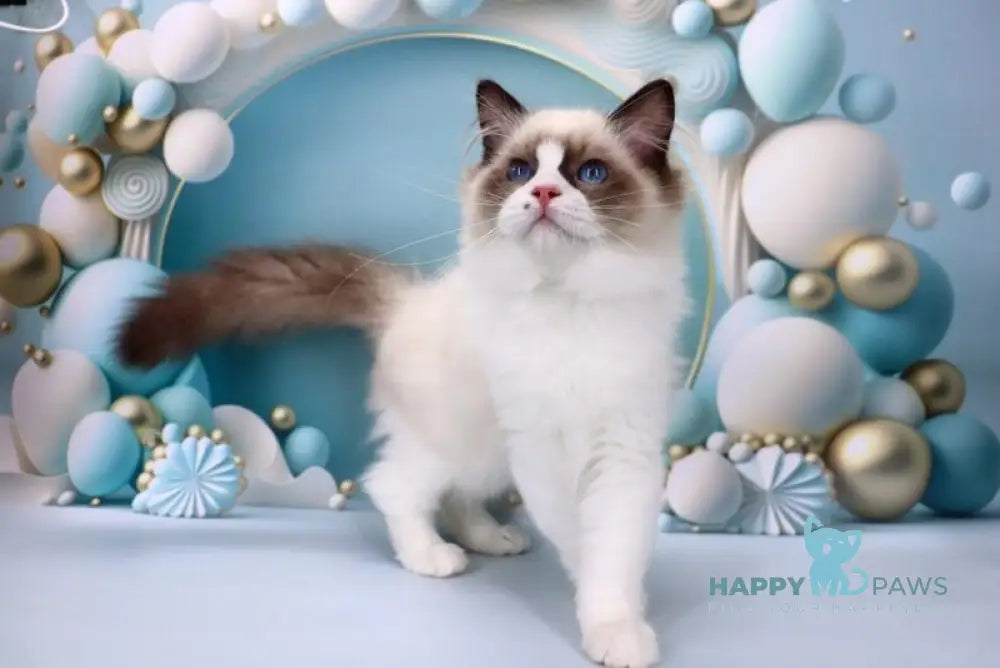 Hector Ragdoll male seal bicolour live animals