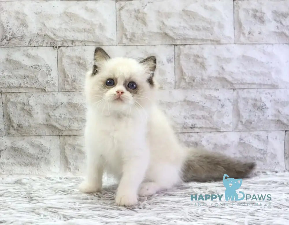 Hector Ragdoll male seal bicolour live animals