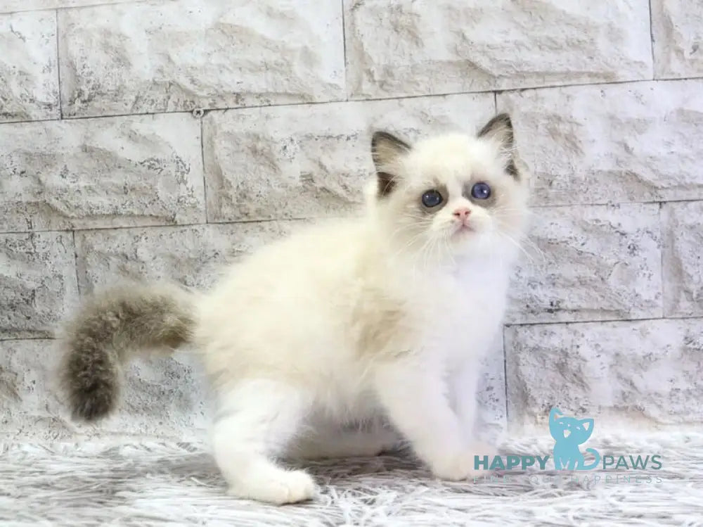 Hector Ragdoll male seal bicolour live animals