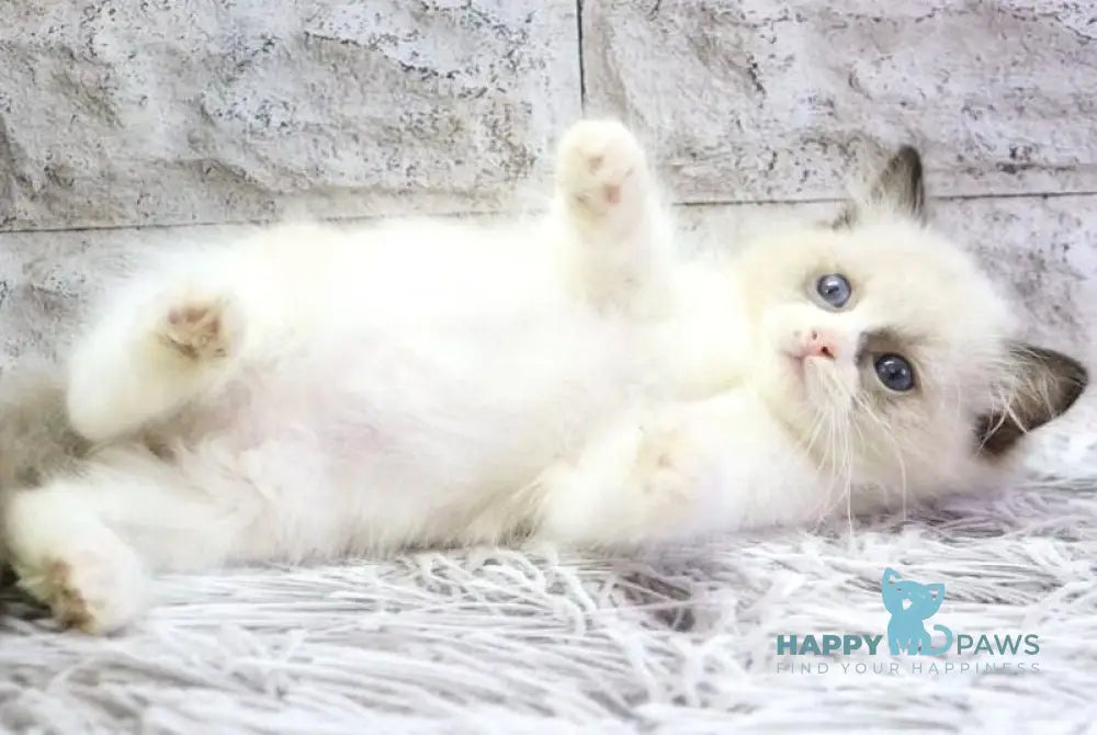 Hector Ragdoll male seal bicolour live animals