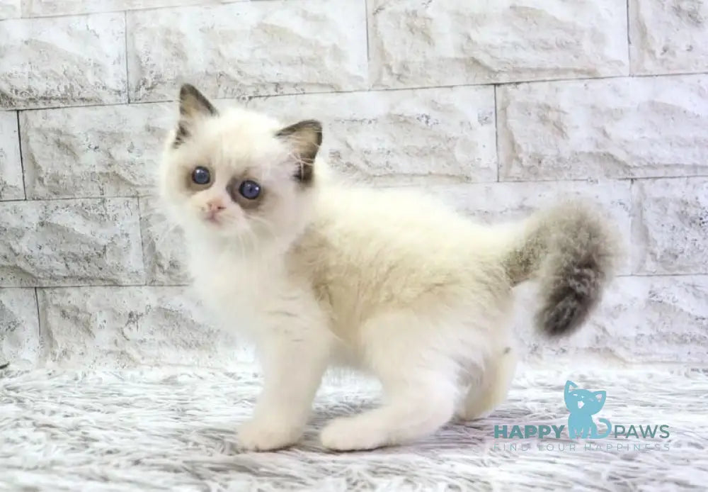 Hector Ragdoll male seal bicolour live animals