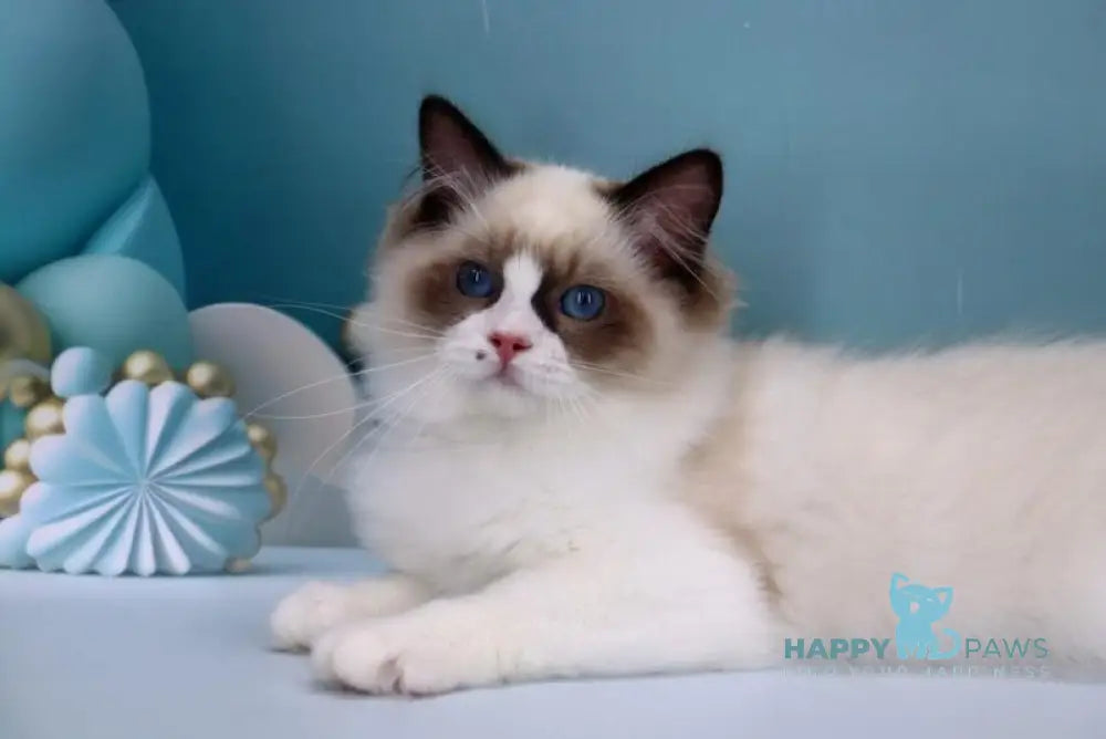 Hector Ragdoll male seal bicolour live animals