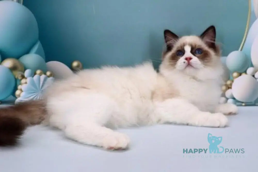 Hector Ragdoll male seal bicolour live animals