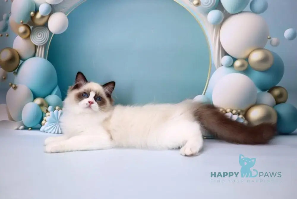 Hector Ragdoll male seal bicolour live animals