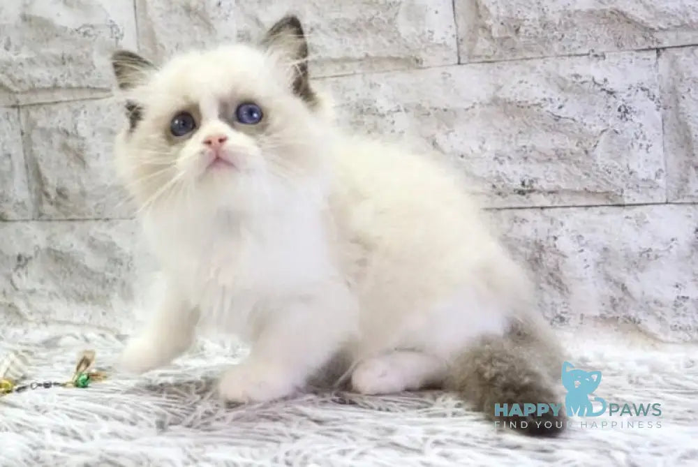 Hector Ragdoll male seal bicolour live animals