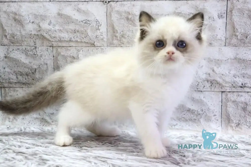 Hector Ragdoll male seal bicolour live animals