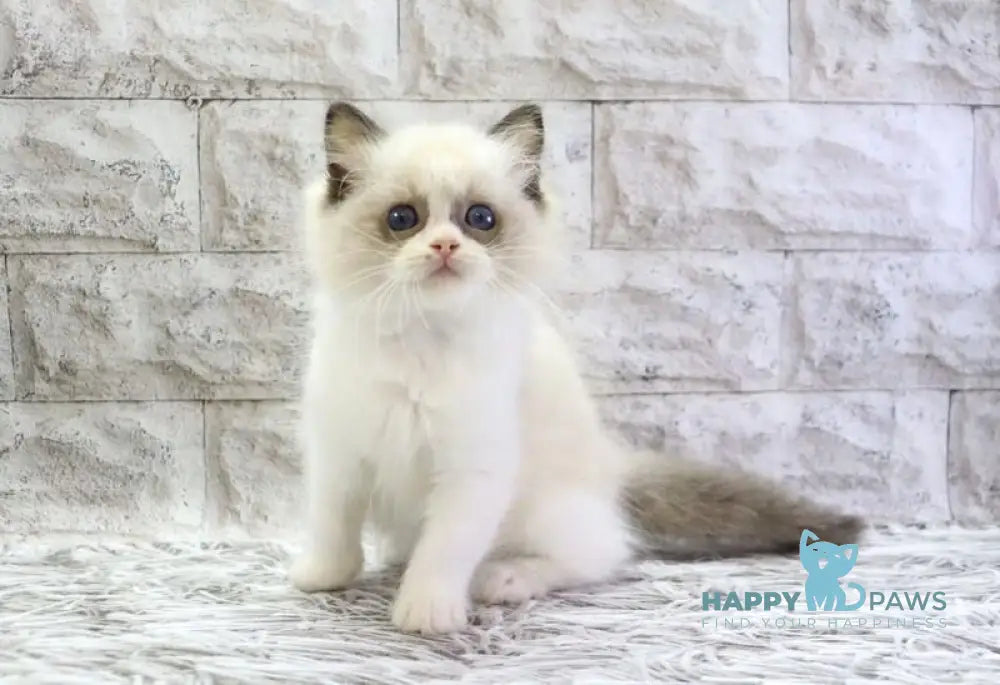 Hector Ragdoll male seal bicolour live animals