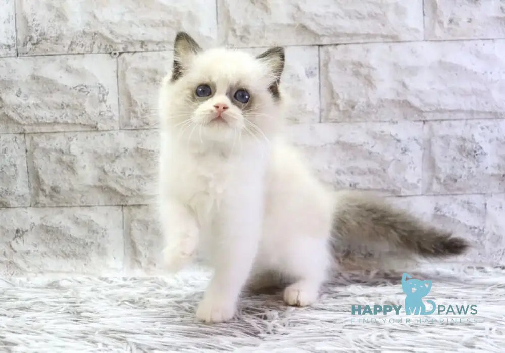 Hector Ragdoll male seal bicolour live animals
