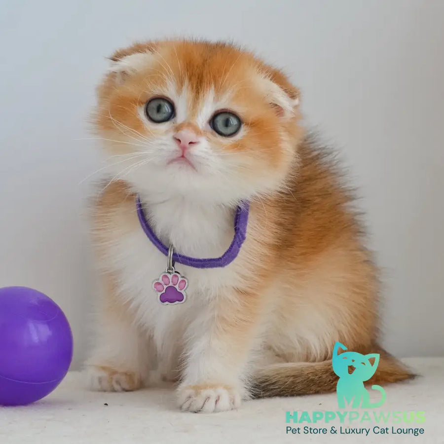 Hector Scottish Fold male black golden chinchilla - live animals