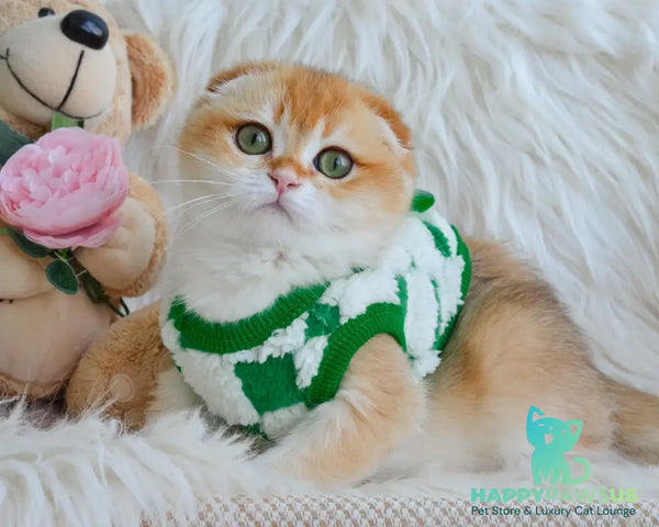 Hector Scottish Fold male black golden chinchilla - live animals