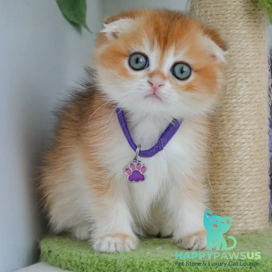 Hector Scottish Fold male black golden chinchilla - live animals