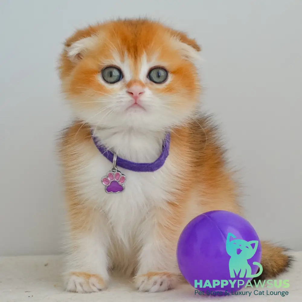 Hector Scottish Fold male black golden chinchilla - live animals