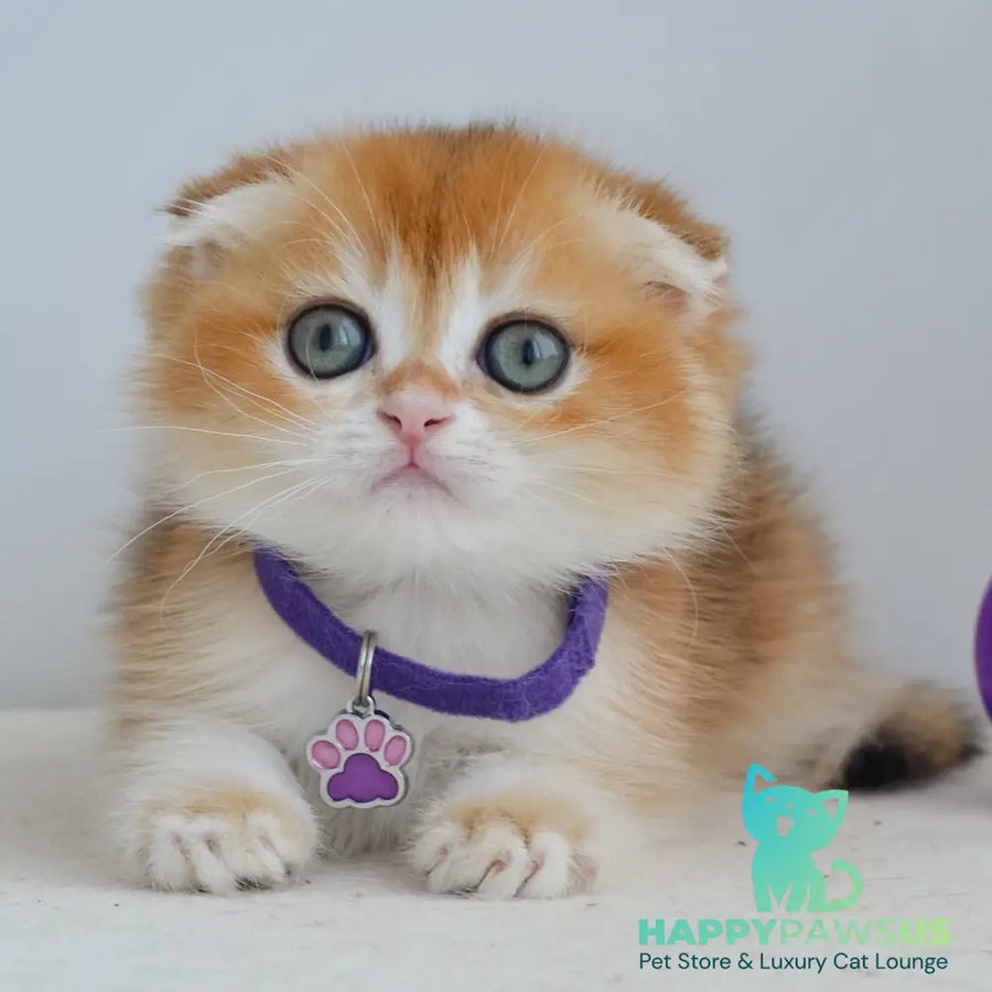 Hector Scottish Fold male black golden chinchilla - live animals