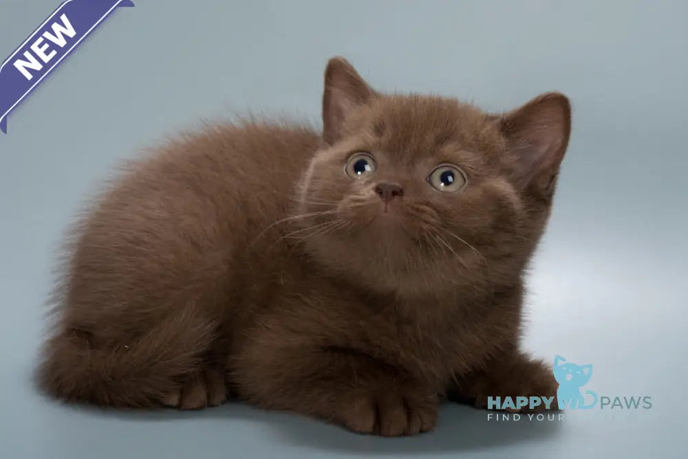 Hedy British Shorthair female chocolate live animals