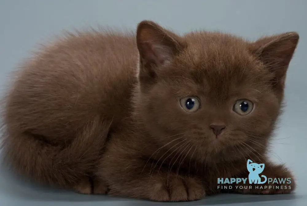 Hedy British Shorthair female chocolate live animals