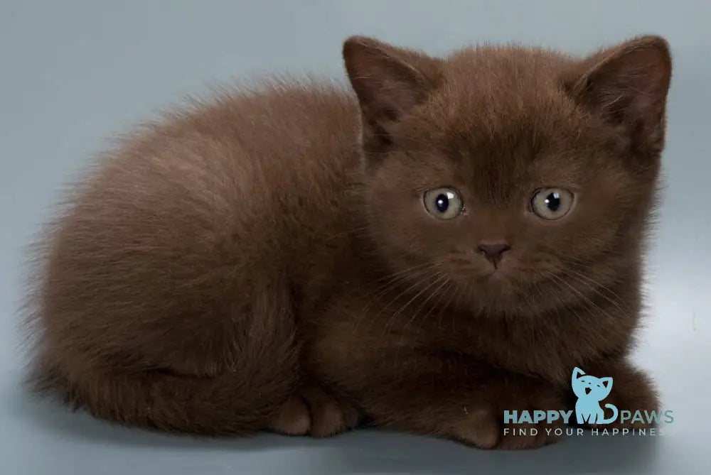 Hedy British Shorthair female chocolate live animals