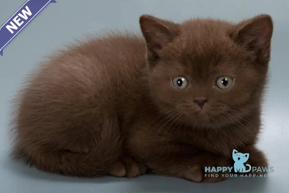 Hedy British Shorthair female chocolate live animals