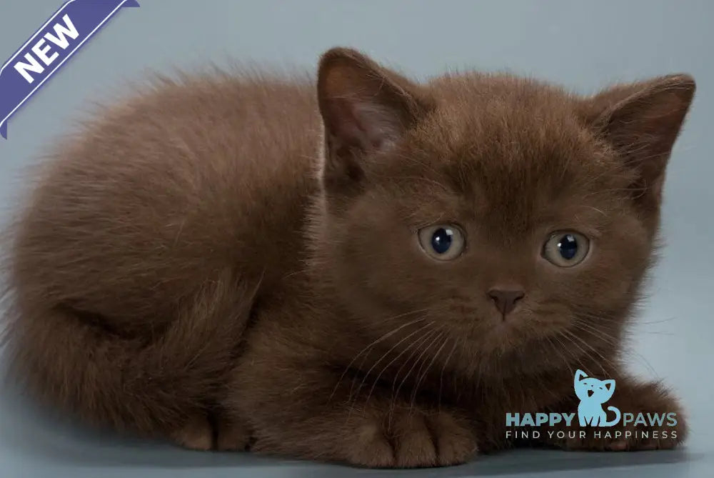 Hedy British Shorthair female chocolate live animals