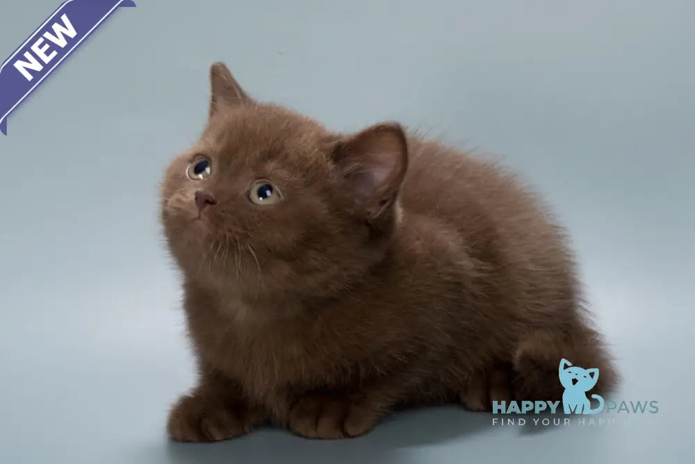 Hedy British Shorthair female chocolate live animals