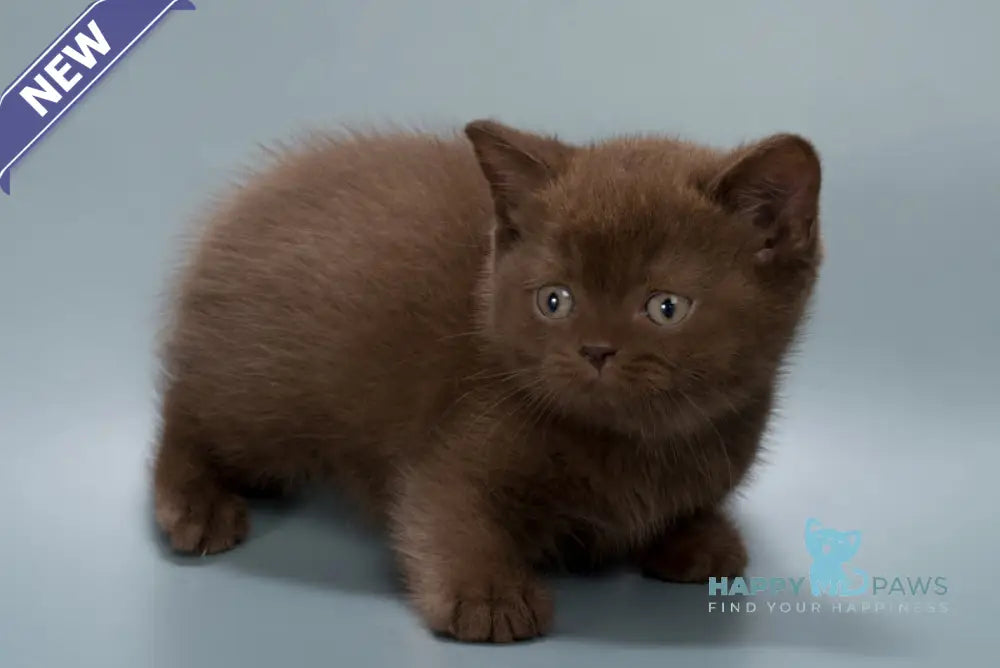 Hedy British Shorthair female chocolate live animals