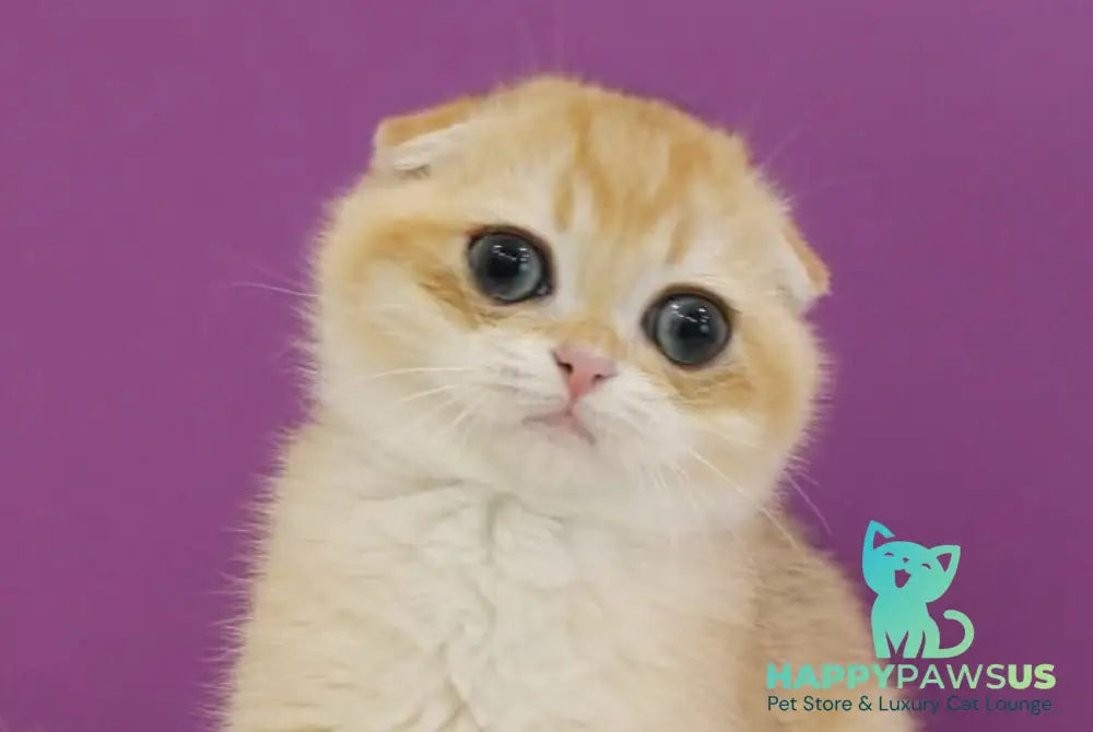Heidi Scottish Fold male black golden shaded live animals