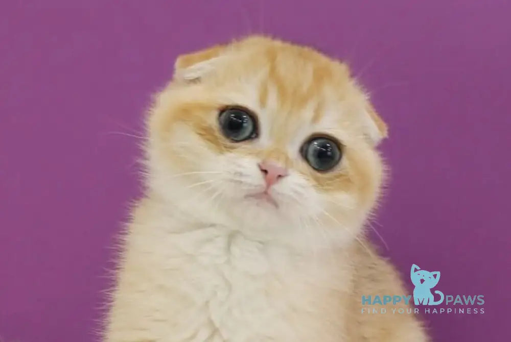 Heidi Scottish Fold male black golden shaded live animals