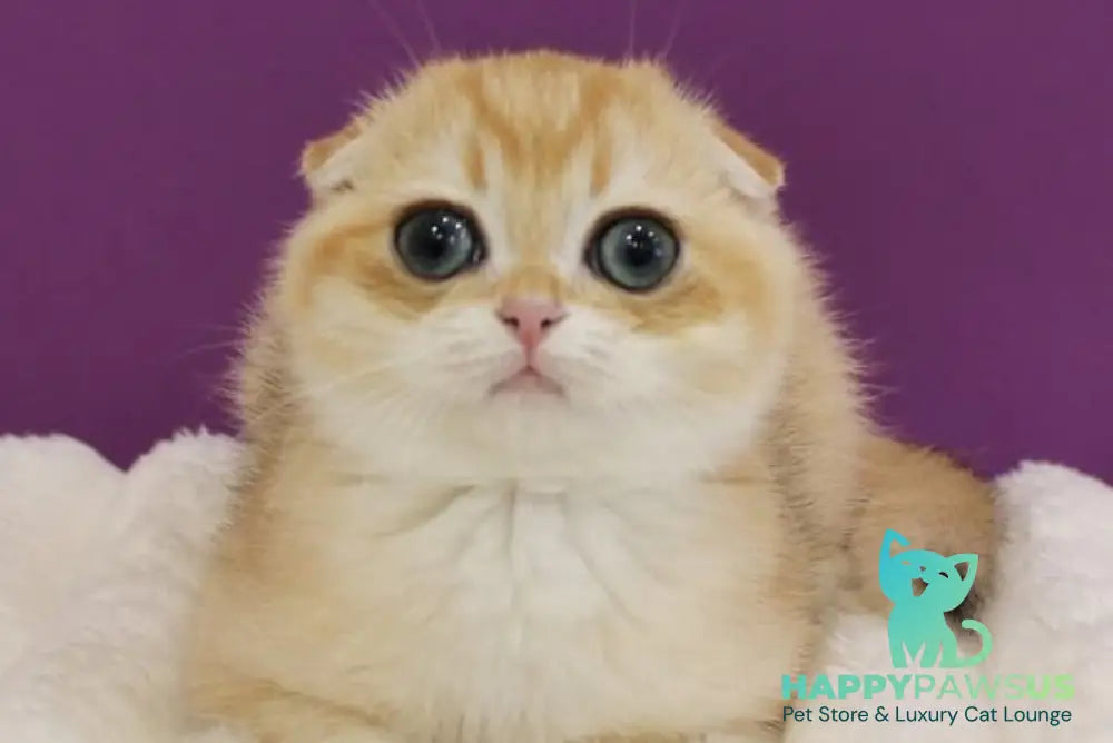 Heidi Scottish Fold male black golden shaded live animals