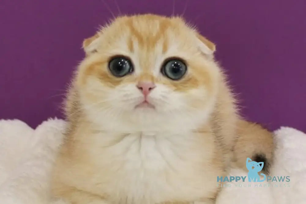 Heidi Scottish Fold male black golden shaded live animals