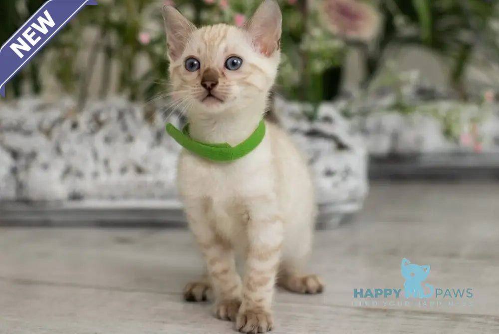 Heidy Bengal female black pointed live animals