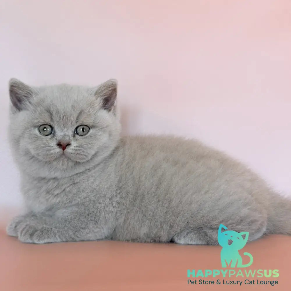 Hela British Shorthair female fawn - live animals