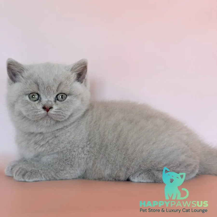 Hela British Shorthair female fawn - live animals