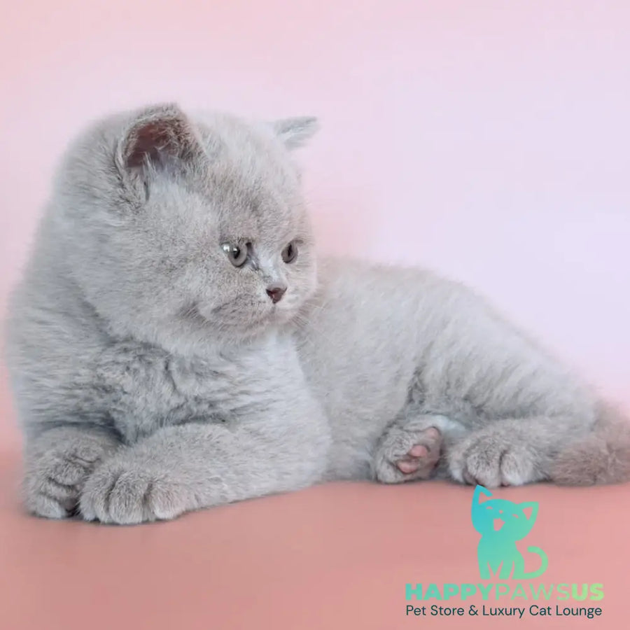 Hela British Shorthair female fawn - live animals