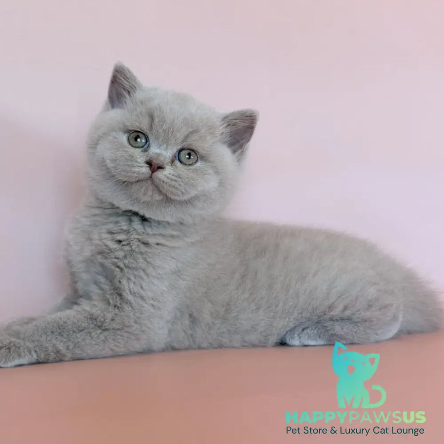 Hela British Shorthair female fawn - live animals