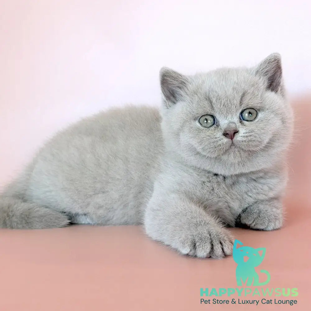 Hela British Shorthair female fawn - live animals