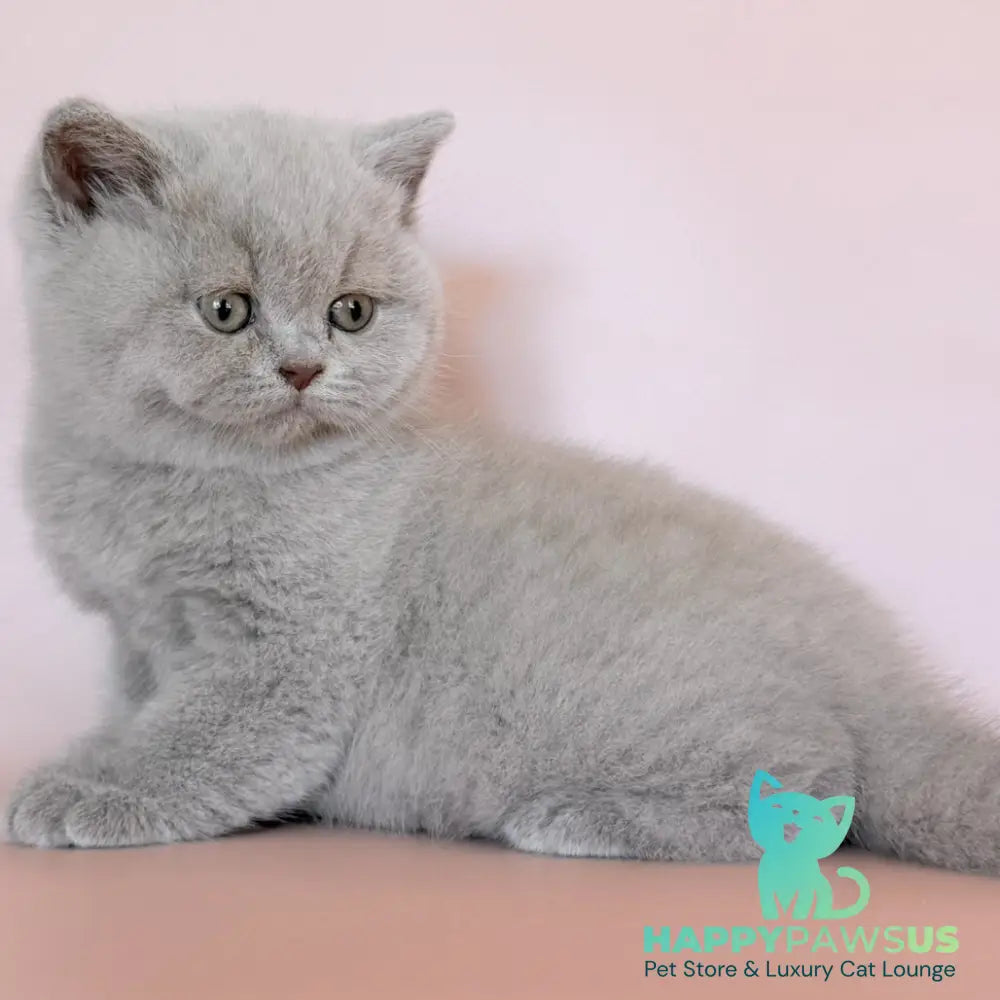 Hela British Shorthair female fawn - live animals