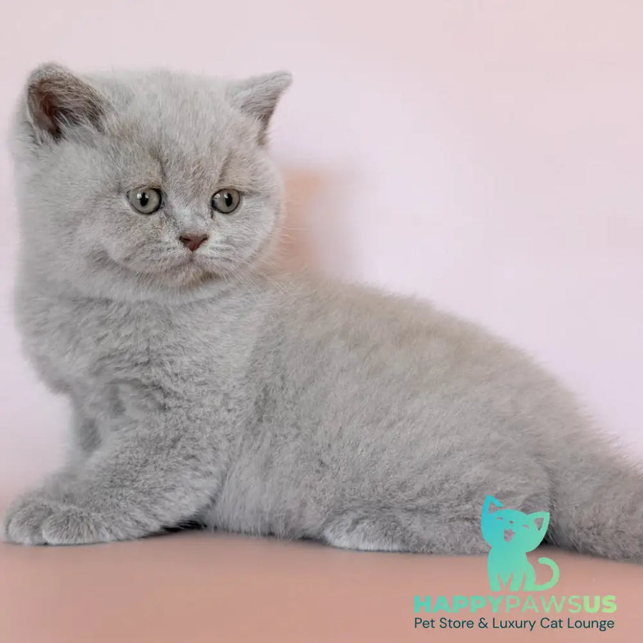 Hela British Shorthair female fawn - live animals