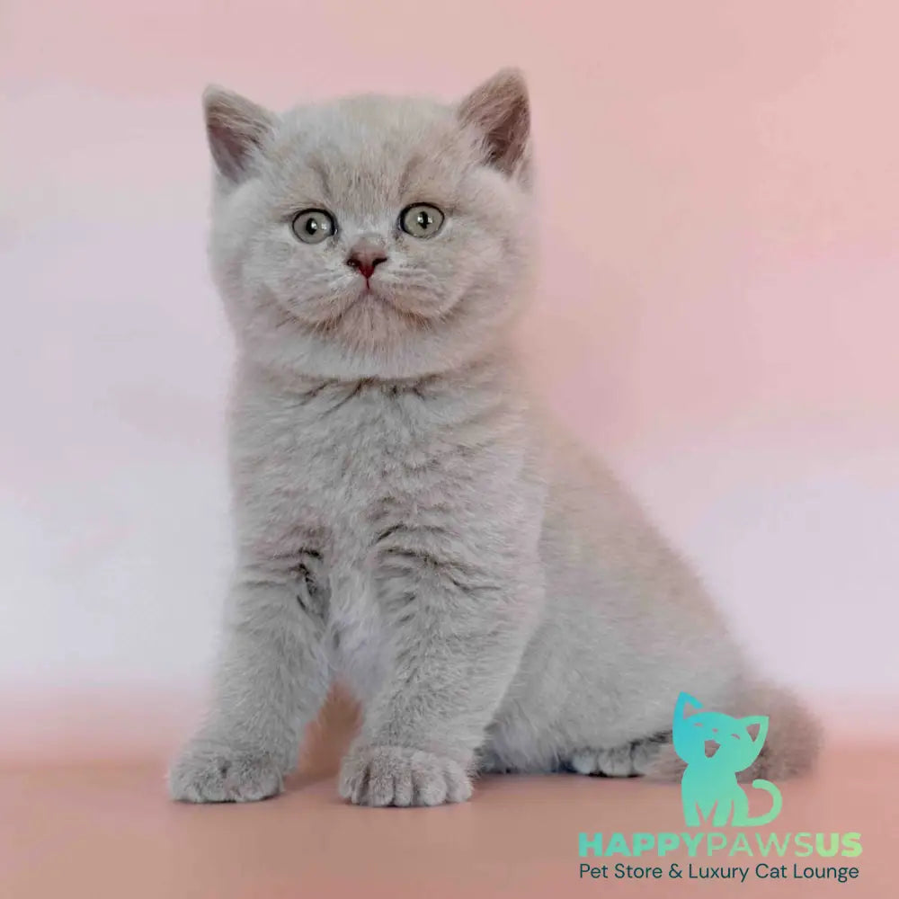 Hela British Shorthair female fawn - live animals