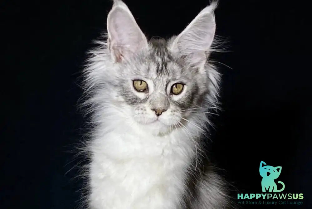 Helarie Maine Coon female black silver tabby - live animals