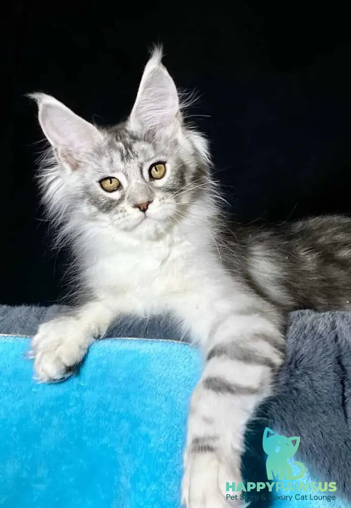 Helarie Maine Coon female black silver tabby - live animals